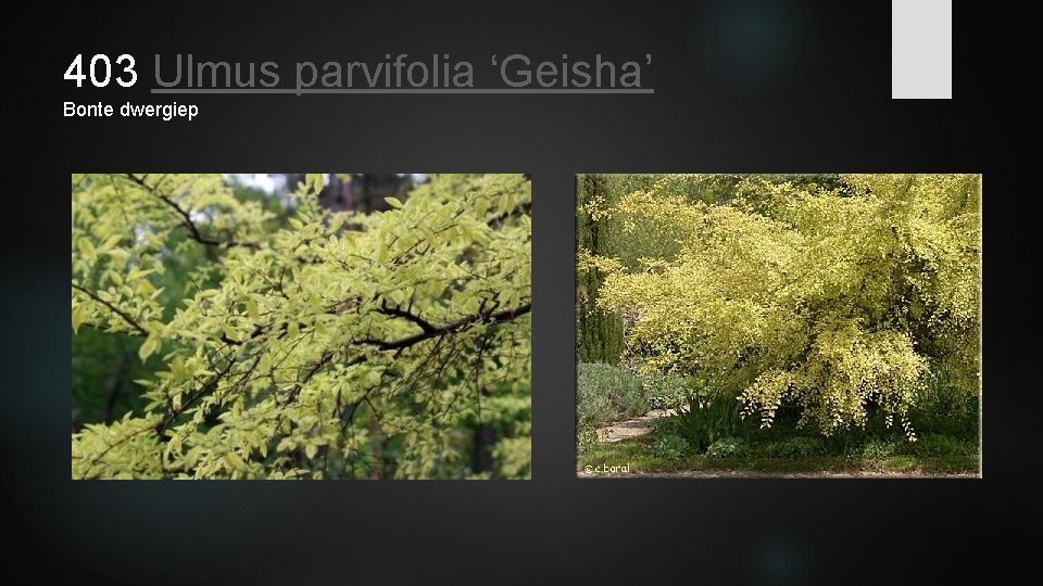 403 Ulmus parvifolia ‘Geisha’ Bonte dwergiep 
