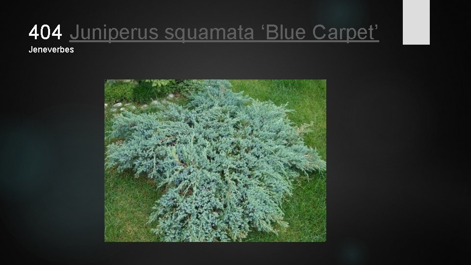 404 Juniperus squamata ‘Blue Carpet’ Jeneverbes 