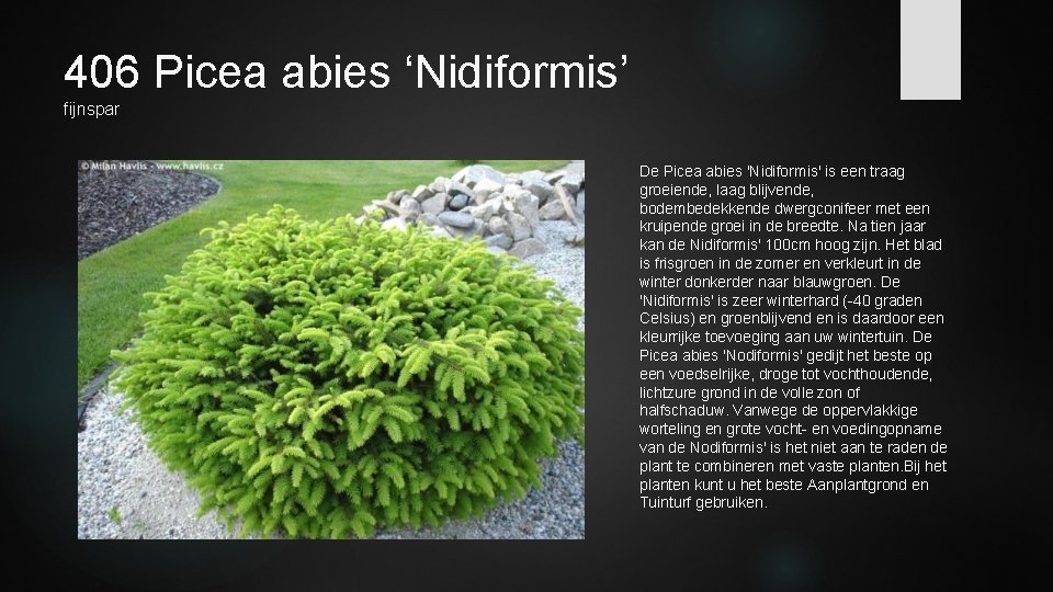406 Picea abies ‘Nidiformis’ fijnspar De Picea abies 'Nidiformis' is een traag groeiende, laag