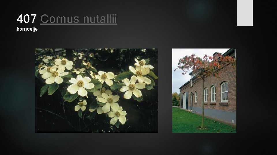 407 Cornus nutallii kornoelje 