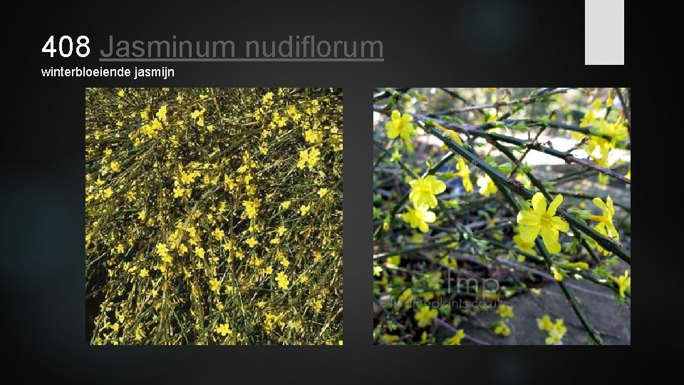408 Jasminum nudiflorum winterbloeiende jasmijn 
