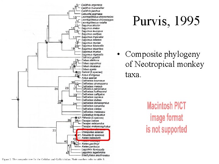 Purvis, 1995 • Composite phylogeny of Neotropical monkey taxa. 