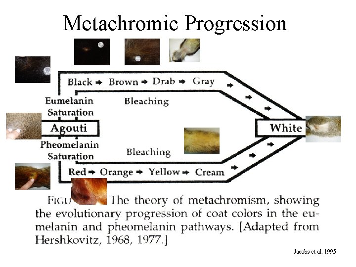 Metachromic Progression Jacobs et al. 1995 