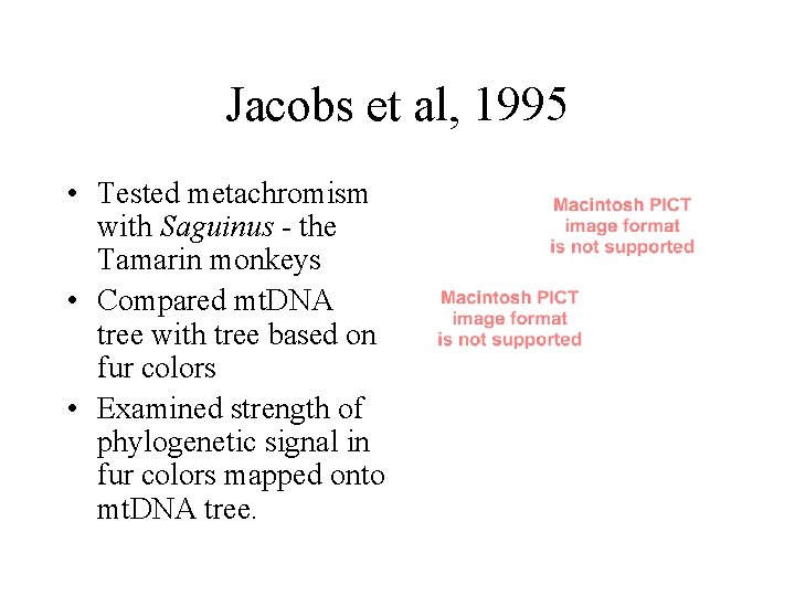 Jacobs et al, 1995 • Tested metachromism with Saguinus - the Tamarin monkeys •