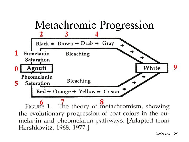 Metachromic Progression 2 3 4 1 9 0 5 6 7 8 Jacobs et