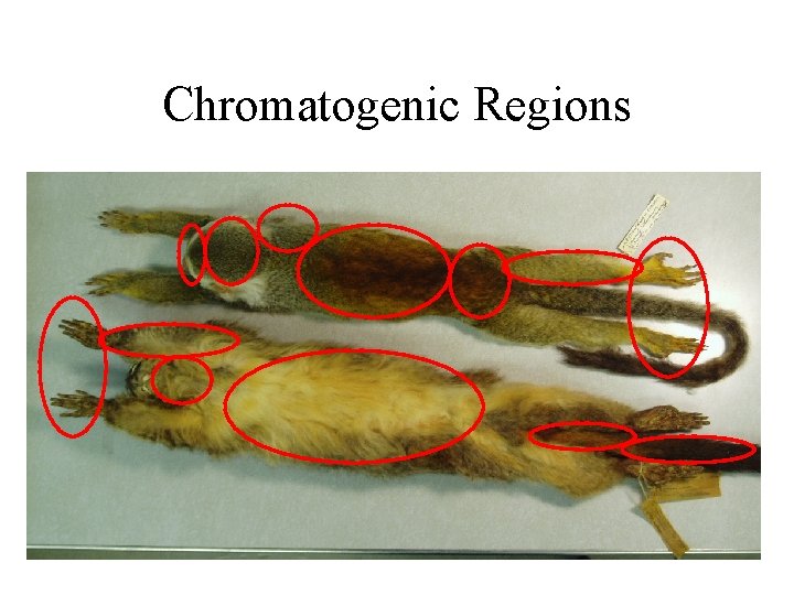 Chromatogenic Regions 