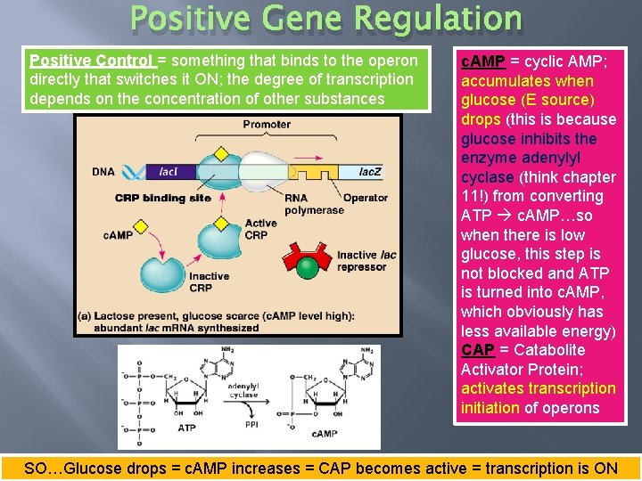 Positive Gene Regulation Positive Control = something that binds to the operon directly that