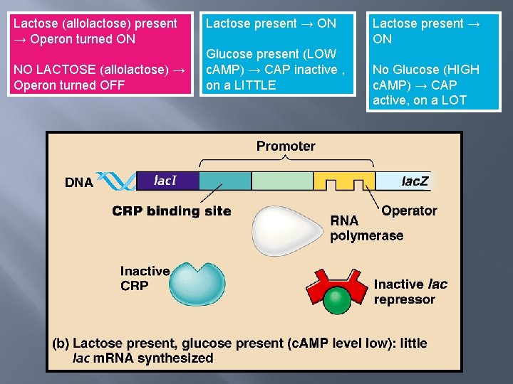 Lactose (allolactose) present → Operon turned ON NO LACTOSE (allolactose) → Operon turned OFF