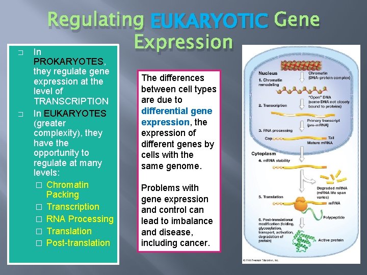 � � Regulating EUKARYOTIC Gene Expression In PROKARYOTES, they regulate gene expression at the