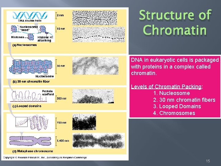 Structure of Chromatin DNA in eukaryotic cells is packaged with proteins in a complex