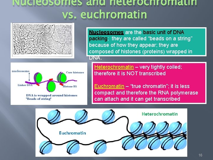 Nucleosomes and heterochromatin vs. euchromatin Nucleosomes are the basic unit of DNA packing; they