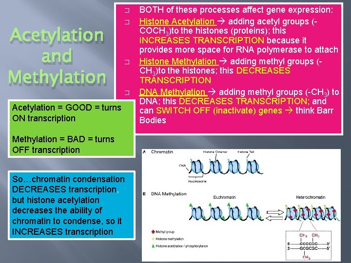 � Acetylation and Methylation � � � Acetylation = GOOD = turns ON transcription