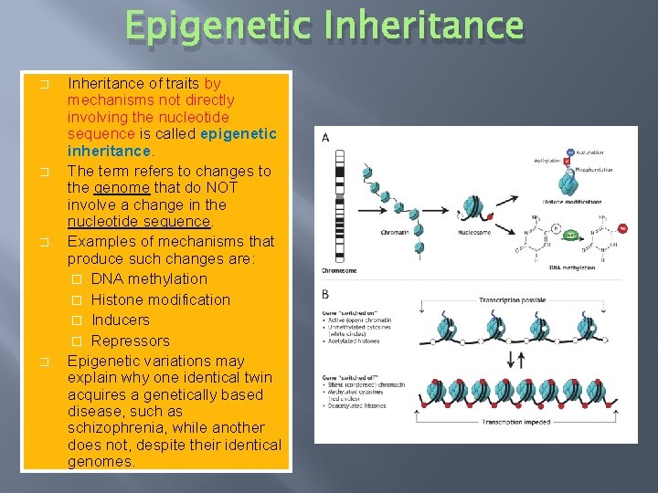 Epigenetic Inheritance � � Inheritance of traits by mechanisms not directly involving the nucleotide