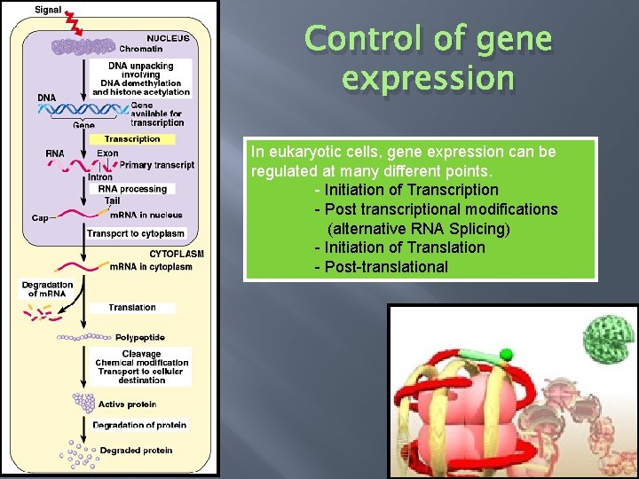 Control of gene expression In eukaryotic cells, gene expression can be regulated at many