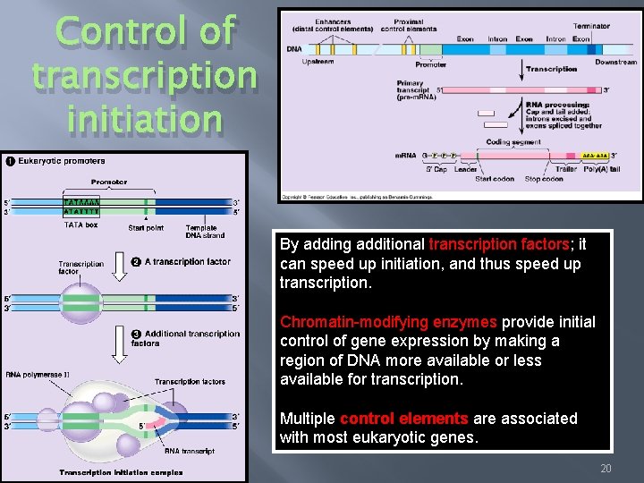 Control of transcription initiation By adding additional transcription factors; it can speed up initiation,