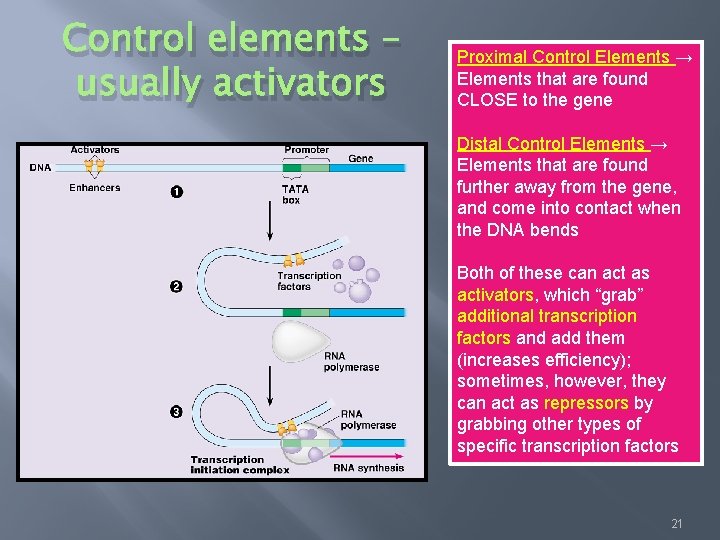 Control elements – usually activators Proximal Control Elements → Elements that are found CLOSE