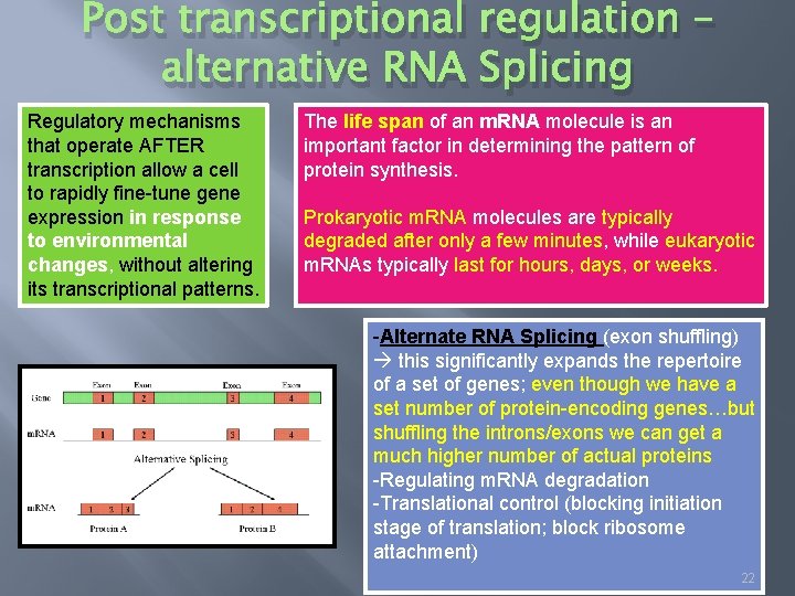 Post transcriptional regulation – alternative RNA Splicing Regulatory mechanisms that operate AFTER transcription allow