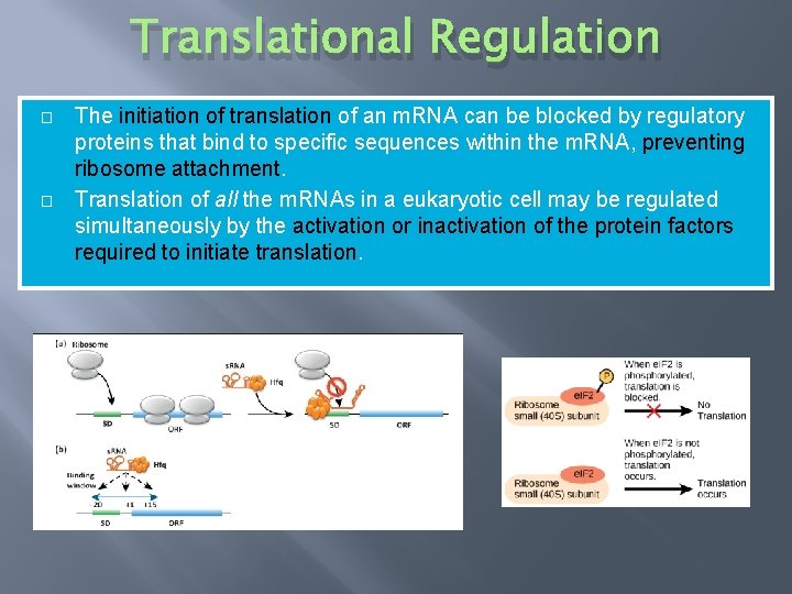 Translational Regulation � � The initiation of translation of an m. RNA can be