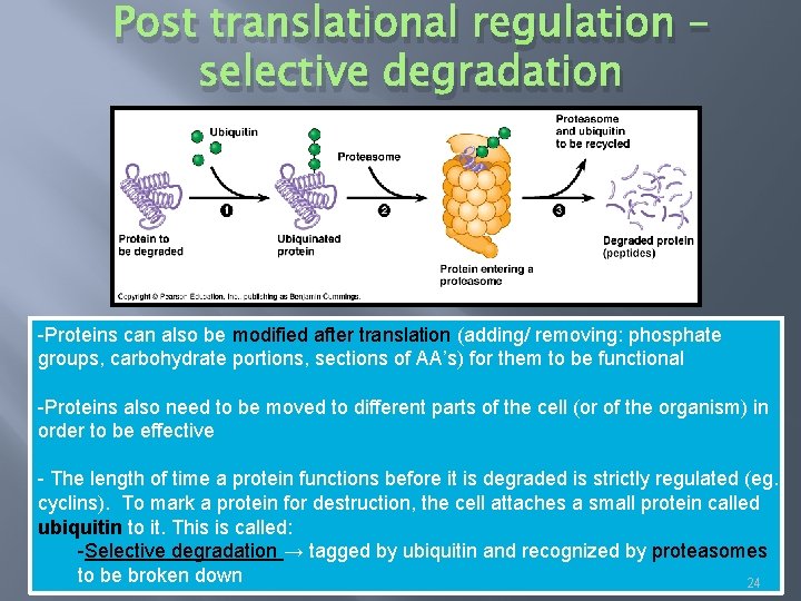 Post translational regulation – selective degradation -Proteins can also be modified after translation (adding/