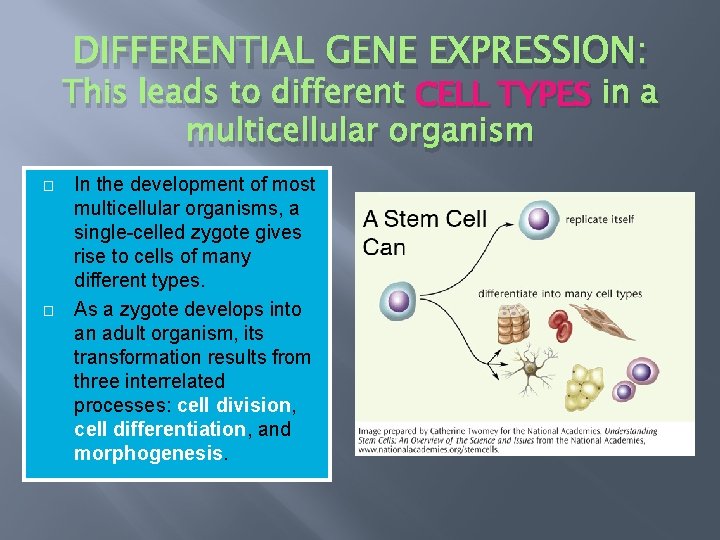 DIFFERENTIAL GENE EXPRESSION: This leads to different CELL TYPES in a multicellular organism �