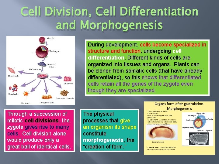 Cell Division, Cell Differentiation and Morphogenesis During development, cells become specialized in structure and