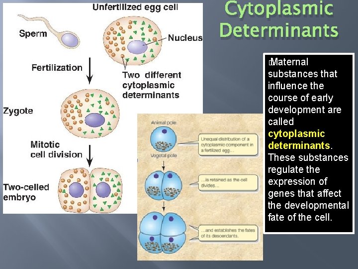 Cytoplasmic Determinants � Maternal substances that influence the course of early development are called