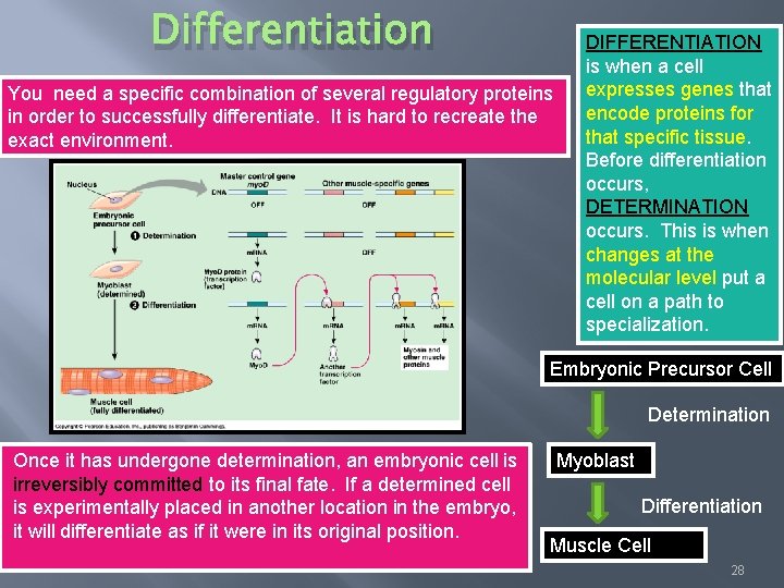 Differentiation You need a specific combination of several regulatory proteins in order to successfully