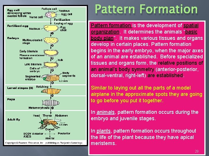 Pattern Formation Pattern formation is the development of spatial organization. It determines the animals