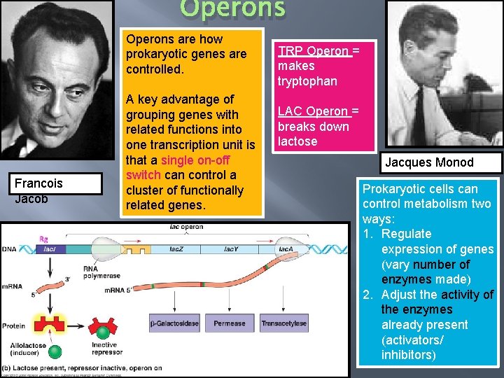 Operons are how prokaryotic genes are controlled. Francois Jacob A key advantage of grouping