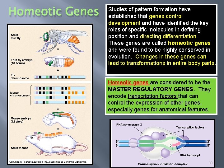 Homeotic Genes Studies of pattern formation have established that genes control development and have