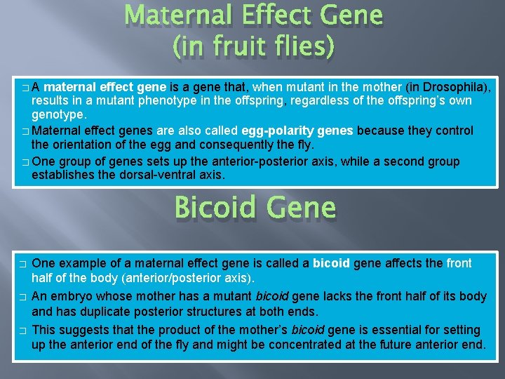 Maternal Effect Gene (in fruit flies) �A maternal effect gene is a gene that,