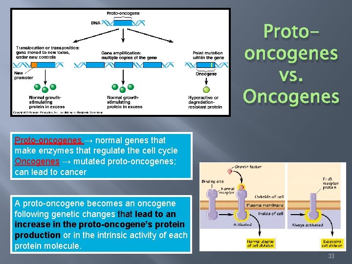 Protooncogenes vs. Oncogenes Proto-oncogenes → normal genes that make enzymes that regulate the cell