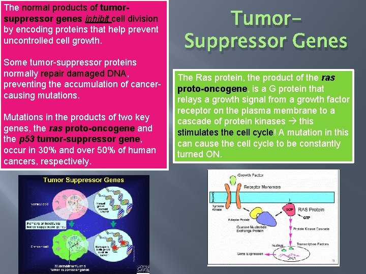 The normal products of tumorsuppressor genes inhibit cell division by encoding proteins that help