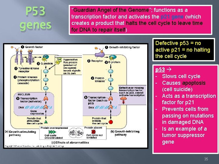 P 53 genes “Guardian Angel of the Genome”; functions as a transcription factor and