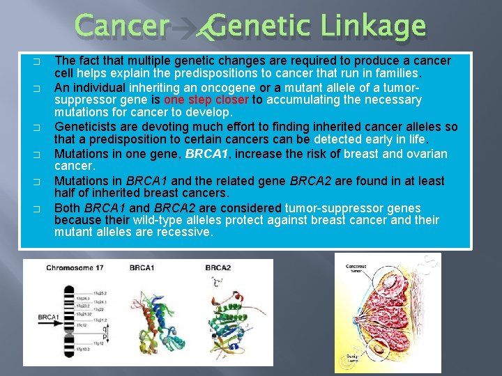 Cancer Genetic Linkage � � � The fact that multiple genetic changes are required