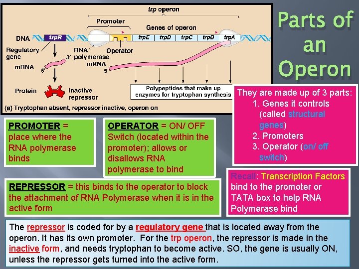 Parts of an Operon PROMOTER = place where the RNA polymerase binds OPERATOR =