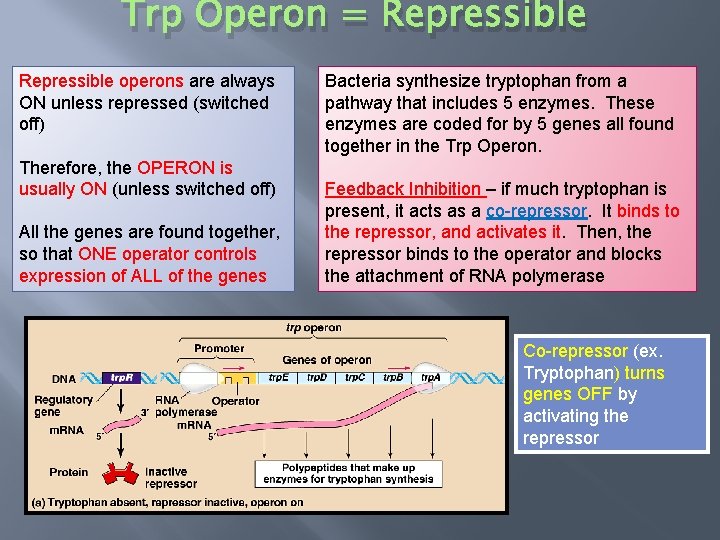 Trp Operon = Repressible operons are always ON unless repressed (switched off) Therefore, the