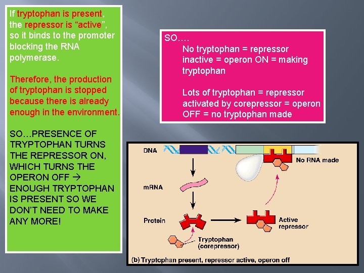 If tryptophan is present, the repressor is “active”, so it binds to the promoter