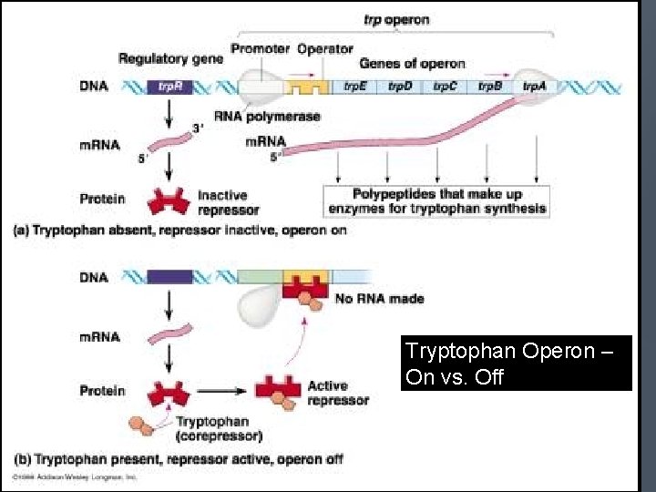 Tryptophan Operon – On vs. Off 