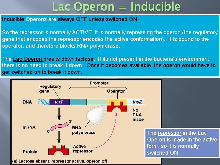 Lac Operon = Inducible Operons are always OFF unless switched ON. So the repressor