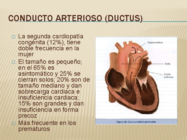 CONDUCTO ARTERIOSO (DUCTUS) � � � La segunda cardiopatía congénita (12%), tiene doble frecuencia