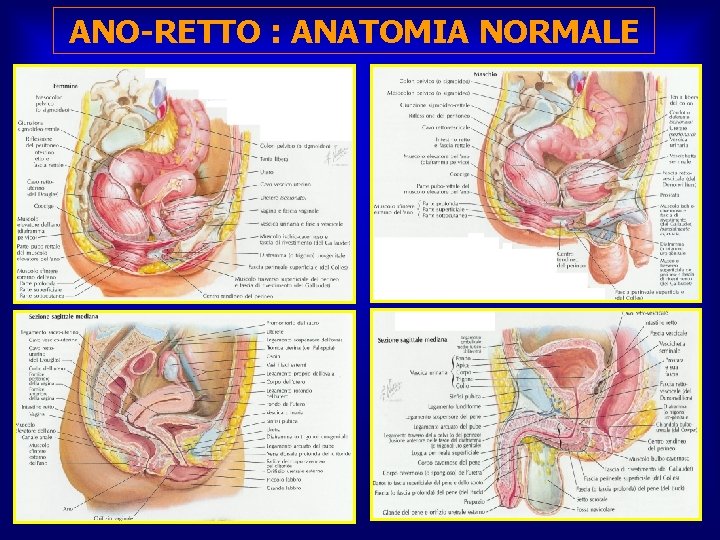 ANO-RETTO : ANATOMIA NORMALE 