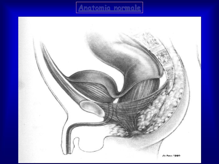 Anatomia normale 