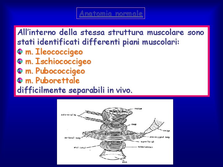 Anatomia normale All’interno della stessa struttura muscolare sono stati identificati differenti piani muscolari: m.