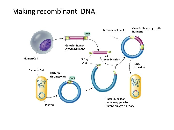 Making recombinant DNA Section 13 -3 Recombinant DNA Gene for human growth hormone Human