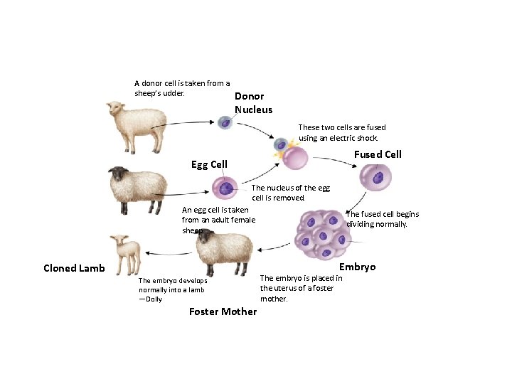 Figure 13 -13 Cloning of the First Mammal Section 13 -4 A donor cell