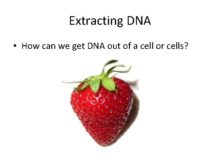 Extracting DNA • How can we get DNA out of a cell or cells?