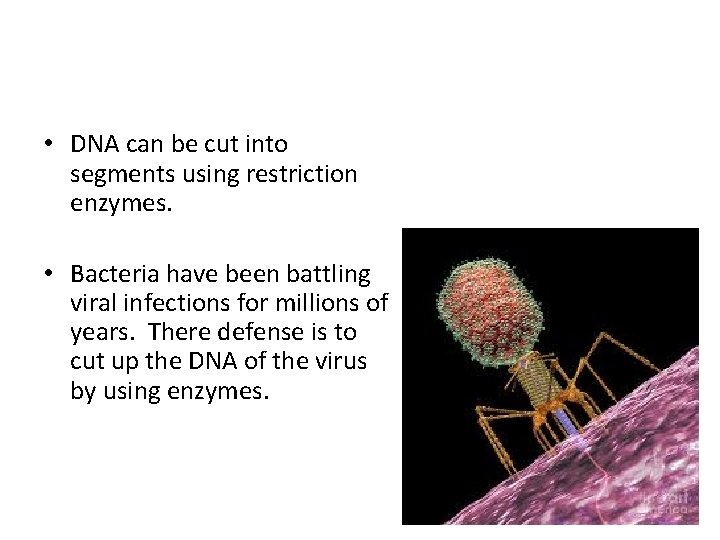  • DNA can be cut into segments using restriction enzymes. • Bacteria have