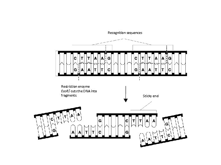 Recognition sequences Restriction enzyme Eco. RI cuts the DNA into fragments. Sticky end 