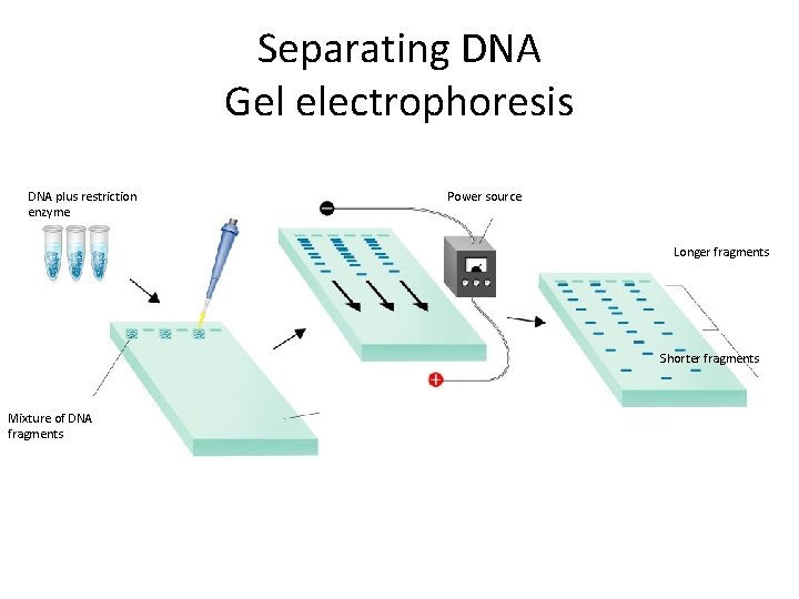 Separating DNA Gel electrophoresis DNA plus restriction enzyme Power source Longer fragments Shorter fragments